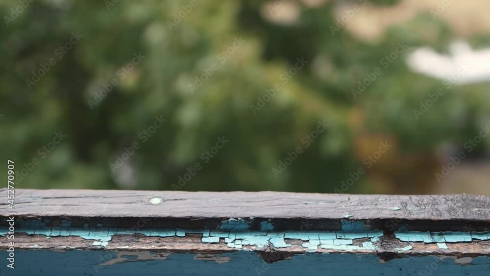 The view from the open window to the autumn courtyard with yellowing trees. Old window frame close-up, bad weather and falling raindrops. The view from the open window to the autumn courtyard with yellowing trees. Old window frame close-up, bad weather and falling raindrops.