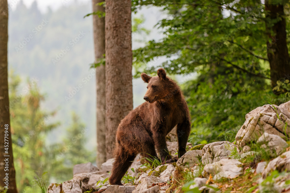 Young wild brown bear looking for food in the forest and mountains of the Notranjska region in Slovenia