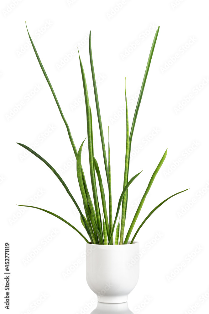 Exotic plant sansevieria in white pot for urban jungle on white isolated background Exotic plant sansevieria in white pot for urban jungle on white isolated background