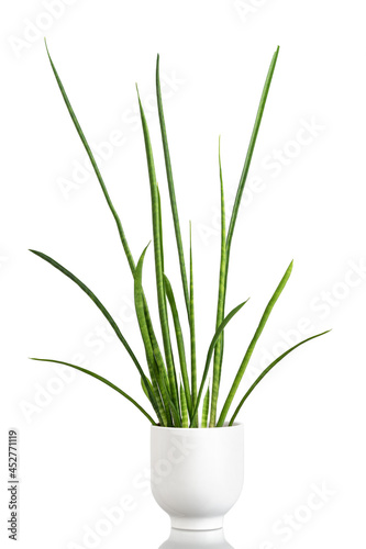 Exotic plant sansevieria in white pot for urban jungle on white isolated background