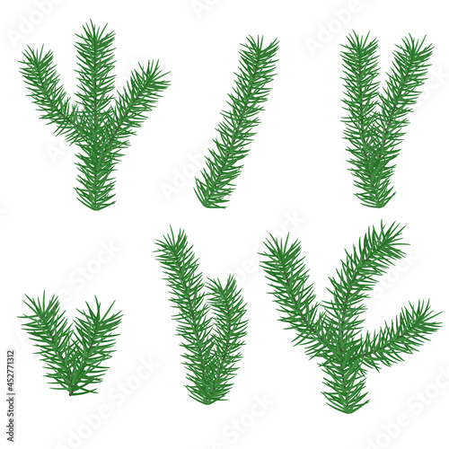 Christmas branch of pine element for web design. Nature abstract vector. illustration. Isolated on white background object.