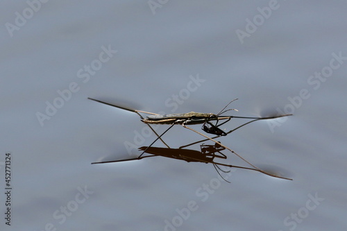 insecte d'eau gerris dévorant une fourmi
