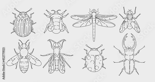 Insects outline elements collection. Meadow bugs line isolated set. Different beetles in contour design.