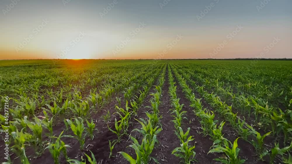 agriculture farm. corn field a sunset farm agricultural field. farm maize agriculture business concept. young green corn field sunset beautiful landscape view. sun netherlands grain farm maize crop