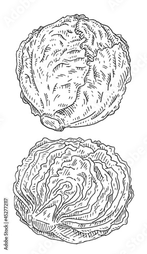 Fresh half and whole head iceberg lettuce. Vintage hatching color illustration.