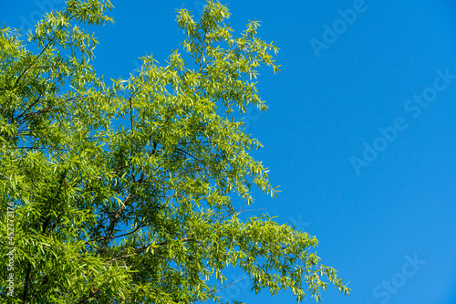 Fototapeta Naklejka Na Ścianę i Meble -  Luxurious foliage of willow oak (Quercus phellos) against blue summer sky. selective focus. Willow oak in Public Landscape City Park Krasnodar or Galitsky Park. Summer 2021.Nature concept for design