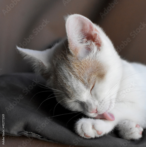 cute kitten grooming paws