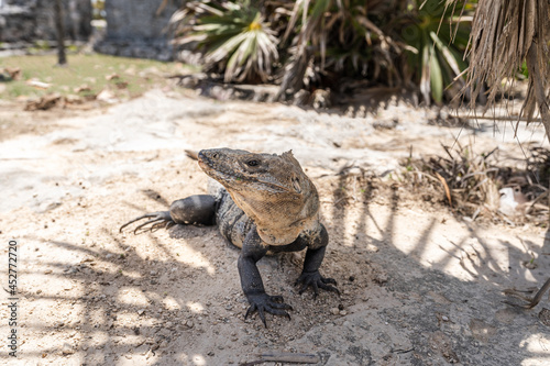 close up photo of an iguana in the mexican jungle with ancient ruins in the background