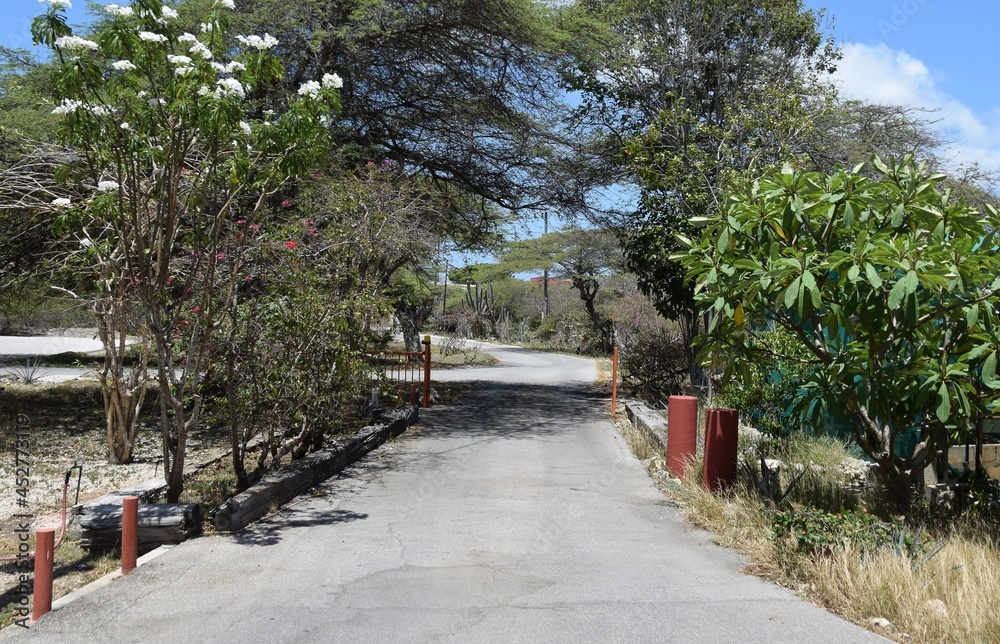 Paved driveway with white blooming bushes in an tropical garden environment