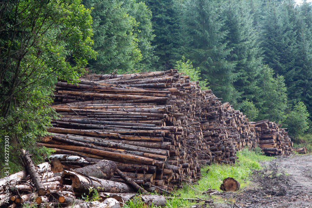 Deforestation in a forest in Romania