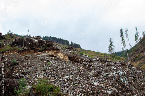Deforestation in a forest in Romania