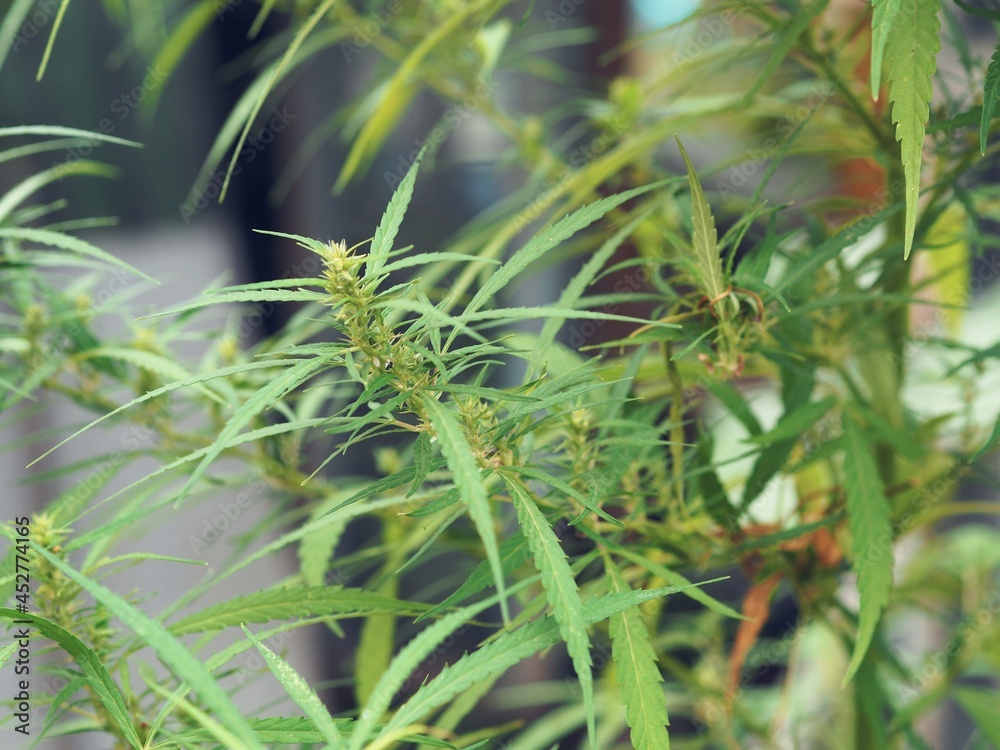 A branch of an adult marijuana plant growing in the garden.