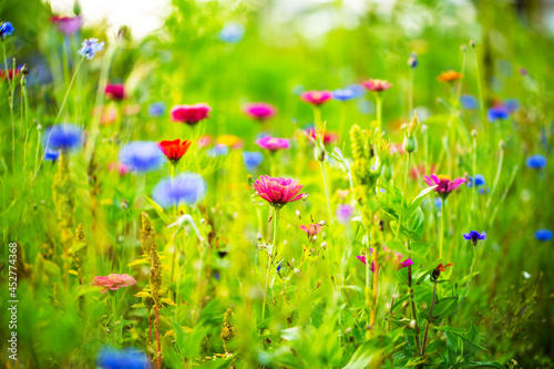 wildflowers on the meadow, summertime, gardening, bee