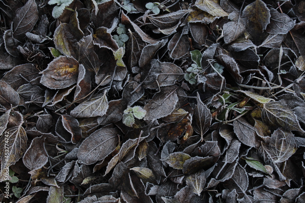 dried leaves on the ground dried leaves on the ground