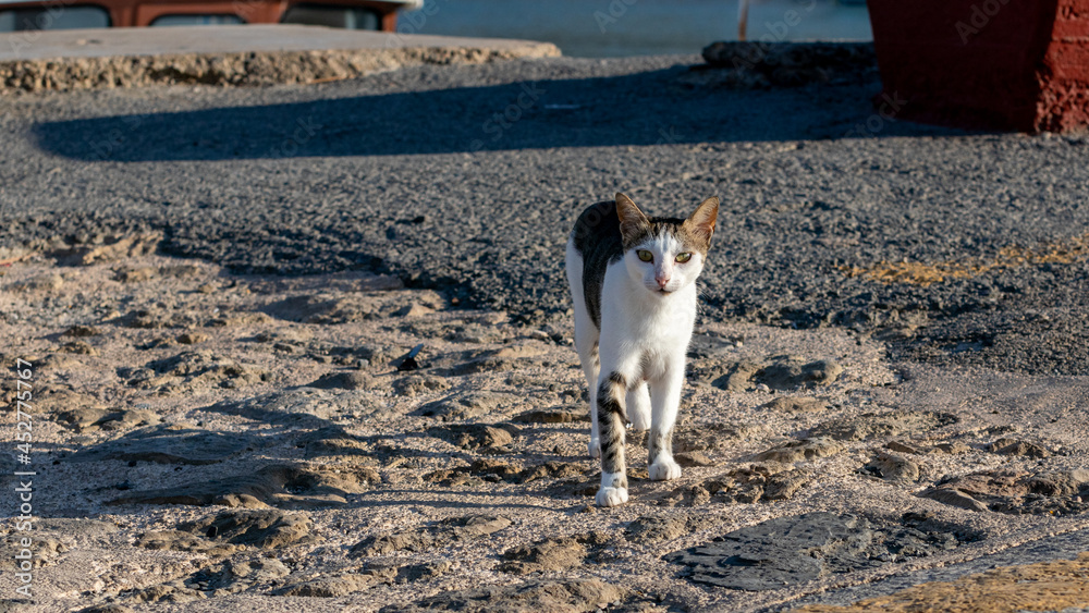 Street cat in Greek Harbour
