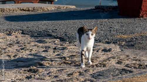 Obraz na płótnie Street cat in Greek Harbour w salonie