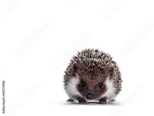 Cute full mask African Pygme Hedgehog, standing facing front. Looking straight to camera. Isolated on white background.