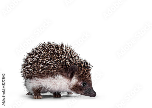 Cute full mask African Pygme Hedgehog, standing facing front. Looking side ways away from camera. Isolated on white background.