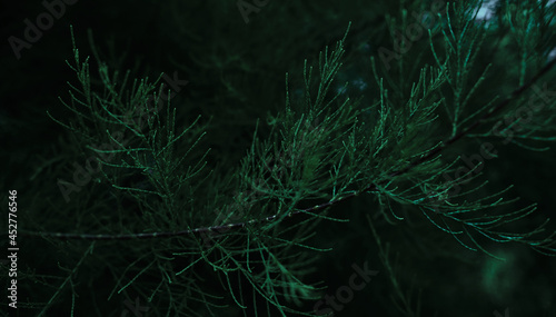 Dark green prickly needles. An ornamental plant. Minimalistic background with evergreen thorns. Juniper bush with branches close-up.