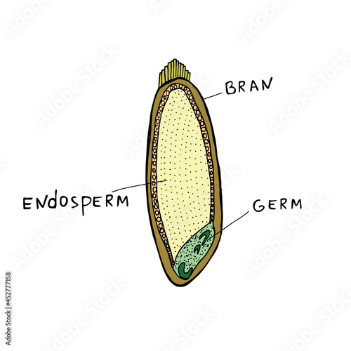 Structure of wheat seed grain, vector infographics. Biology and botany science banner, illustration.
Grain on a white background.