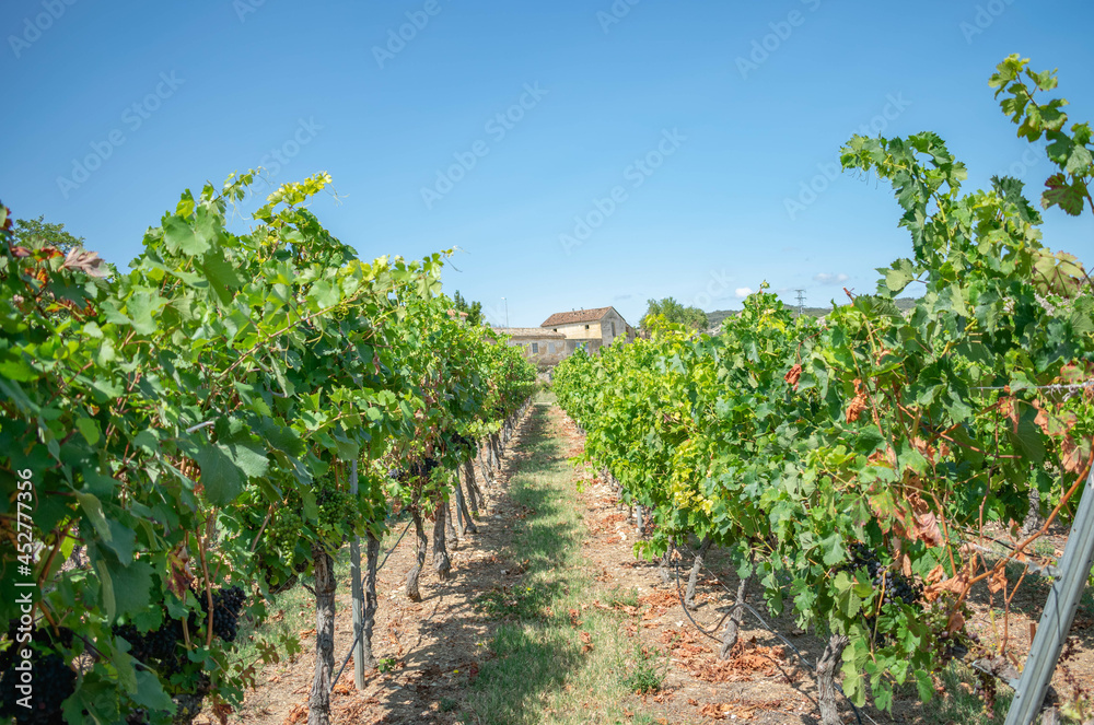 Photo of a vineyard on a summer day