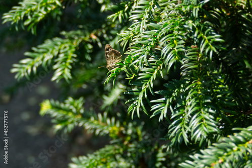 Speckled Wood Butterfly (Pararge aegeria) perched on tree branch in Zurich, Switzerland