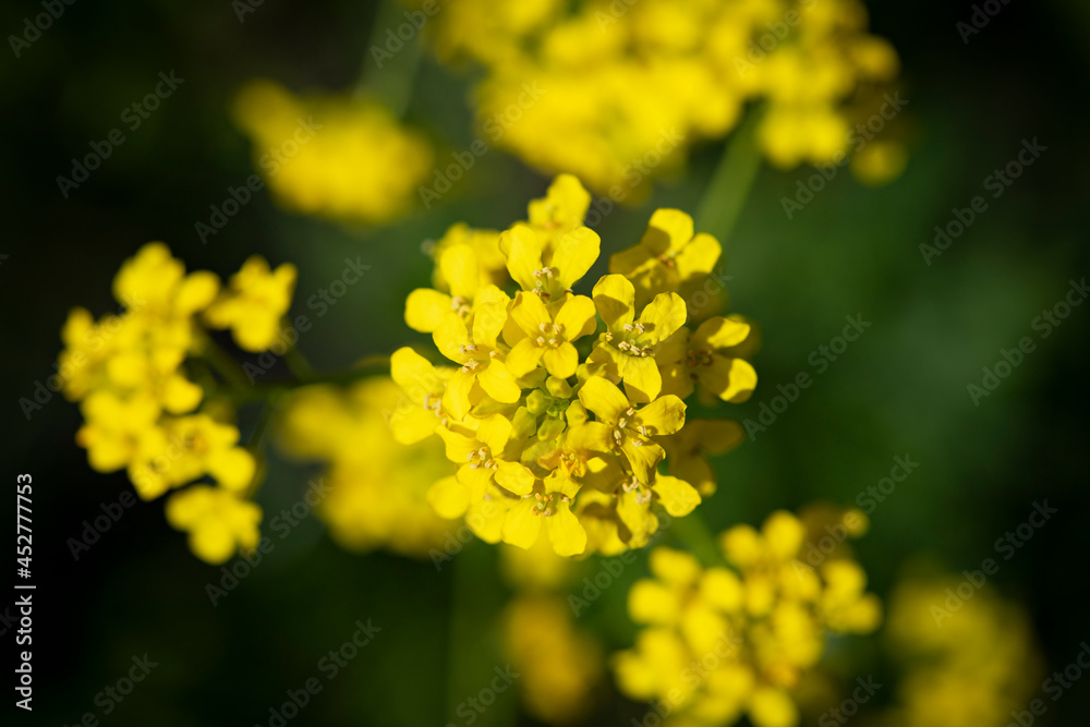 Summer blooming flowers, bright beautiful background for cards. Yellow flowers Summer blooming flowers, bright beautiful background for cards. Yellow flowers
