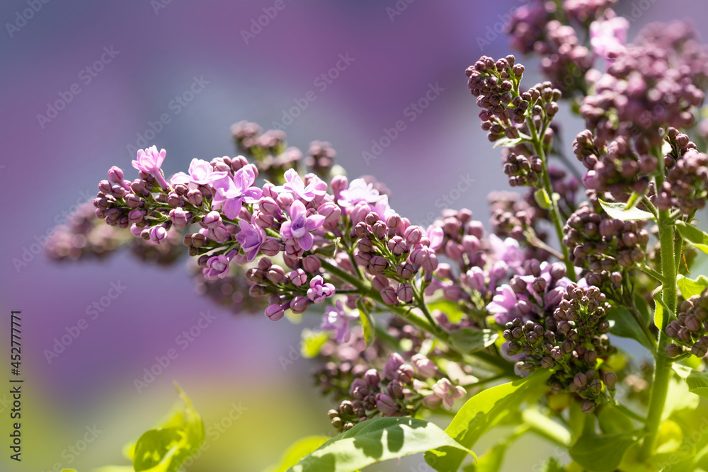 Summer blooming flowers, bright beautiful background for cards. Blooming lilac close up