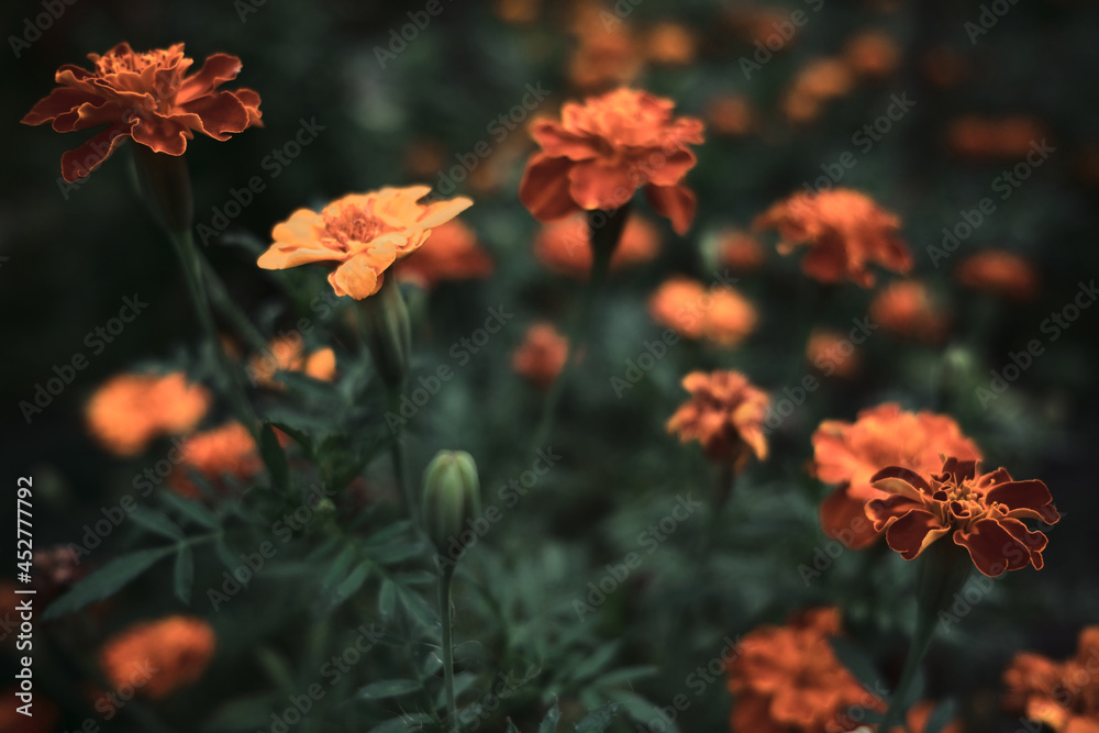 Garden flowerbed. Blurred soft background. A group of small yellow-orange decorative garden flowers, side view. Beautiful little red flowers with green bushes around. Garden flowerbed. Blurred soft background. A group of small yellow-orange decorative garden flowers, side view. Beautiful little red flowers with green bushes around.