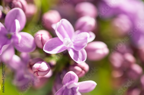 Summer blooming flowers, bright beautiful background for cards. Blooming lilac close up © таня теплитская