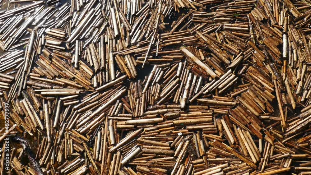 dry stalks of reeds broken float on water surface background dry stalks of reeds broken float on water surface background