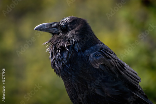 SUNLIT CLOSE UP PROFILE OF CROW WITH BEAUTIFUL FEATHER DETAIL AND BLURRED GREEN BACKGROUND - JASPER NP.