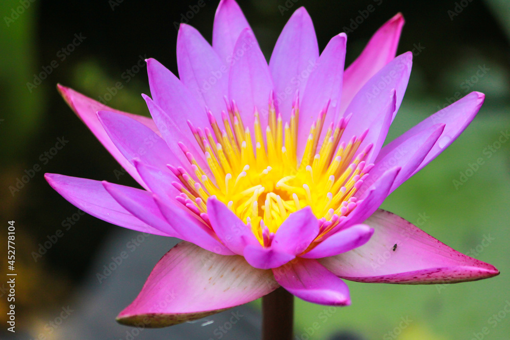 A Beautiful purple and yellow color water lily bloomed on pond in the Village of Bangladesh A Beautiful purple and yellow color water lily bloomed on pond in the Village of Bangladesh