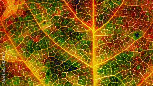 Hawthorn leaf in autumn close up. Abstract plant background or wallpaper. Mosaic pattern from a network of red, green and yellow veins and cells. Vivid spotted natural backdrop. Macro