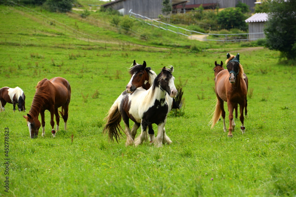 Bunte Pferdeherde auf der Wiese