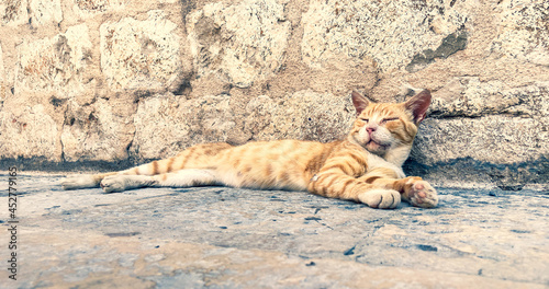 Red cat exausted by heat is resting during a summer day in Dubrovnik, Croatia. photo