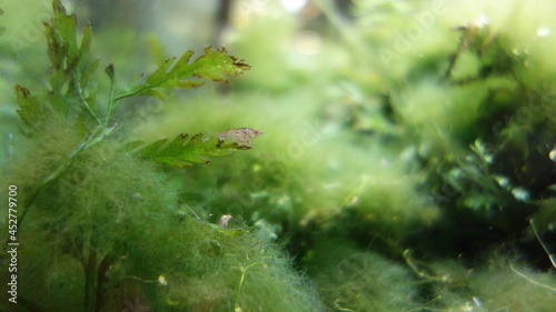 Aquatic green algae with underwater moss