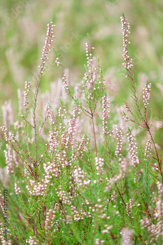 Blooming heather in the forest, gentle photo, bokeh effect. High quality photo