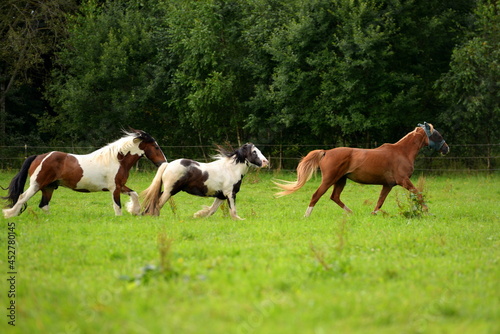 Bunte Pferdeherde auf der Wiese © Grubärin