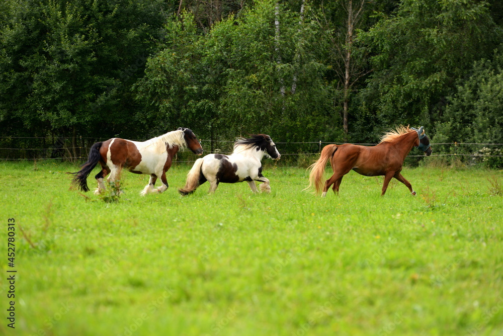 Bunte Pferdeherde auf der Wiese Bunte Pferdeherde auf der Wiese
