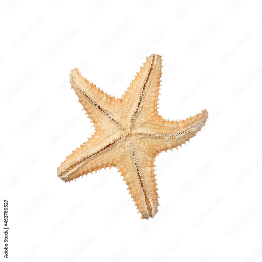 Beautiful sea star isolated on white. Beach object Beautiful sea star isolated on white. Beach object