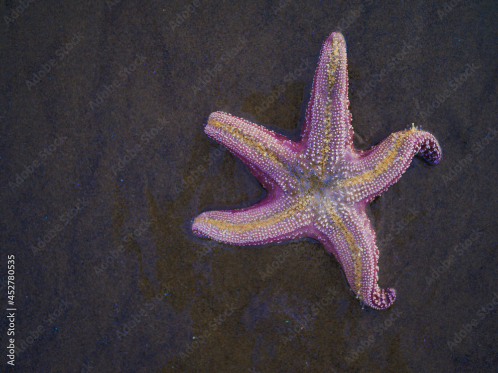 The inhabitant of the underwater world is a pale pink starfish. Dark background. Live nature. Environmental protection, scuba diving, aquarium. Minimalism.
