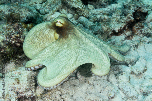 Octopus briareus; Caribbean reef octopus photo