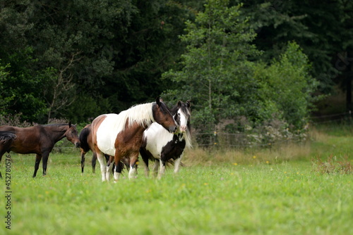 Bunte Pferdeherde auf der Wiese