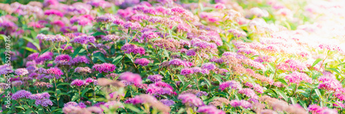 Beautiful panoramic scenery with pink flowers, leaves and bokeh background