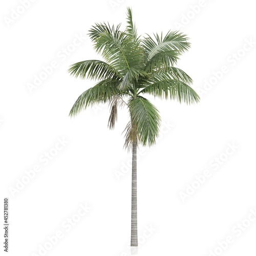 3d render of a palm tree on a white background