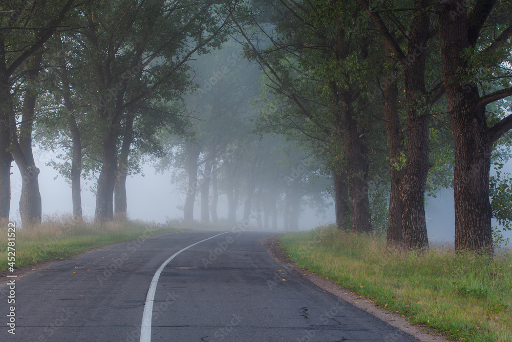 Fototapeta premium A lonely foggy road cutting through a thick and quiet wood.