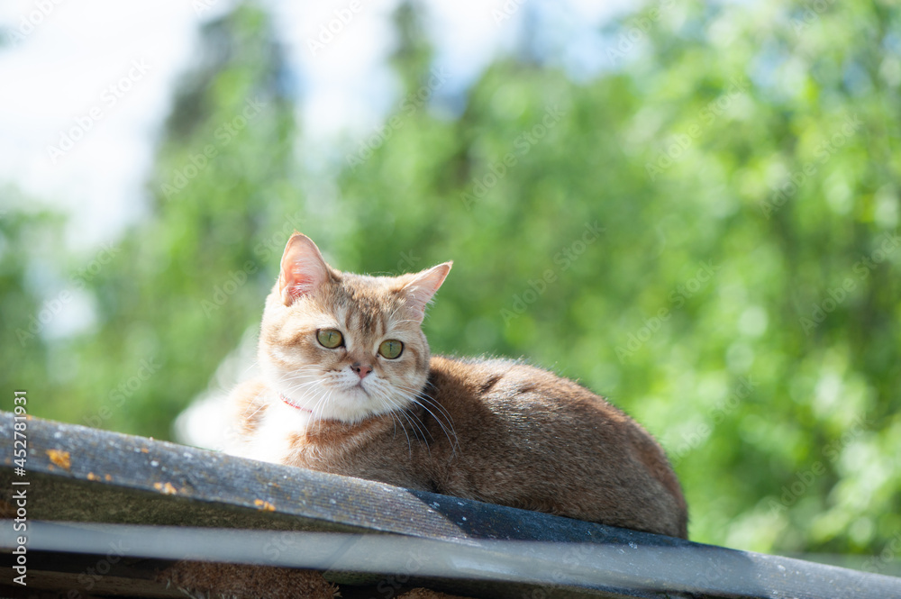 British female cat of golden chinchilla color lies on the roof against the blue sky and greenery