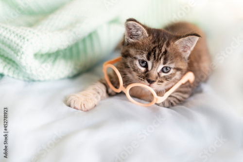 A gray Maine Coon kitten lying on the bed with glasses