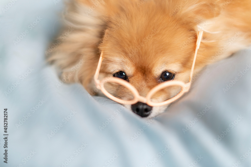 dog Pomeranian Spitz close-up with glasses looking into the camera dog Pomeranian Spitz close-up with glasses looking into the camera